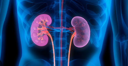 kidney
