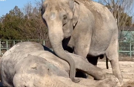 Emotional Elephant Video.