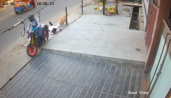 Lazy Dog Video.