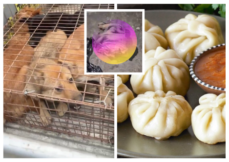 Dog Meat In Momos.