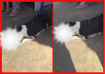 Most Horrific Video.