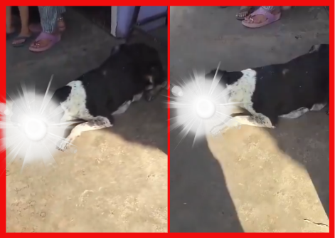 Most Horrific Video.