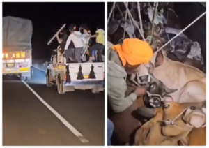 Cow Smuggling.