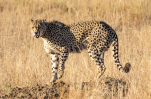 Kuno Cheetah Video.