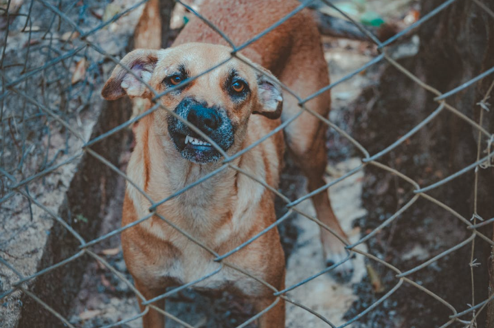 Aligarh Dog Bite.