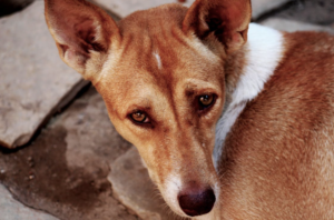 Aligarh Dog Bite