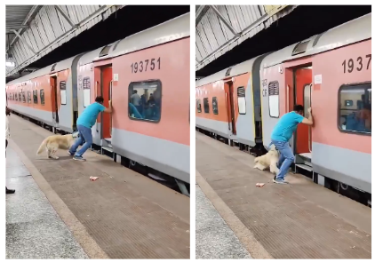 Dog Accident Video.