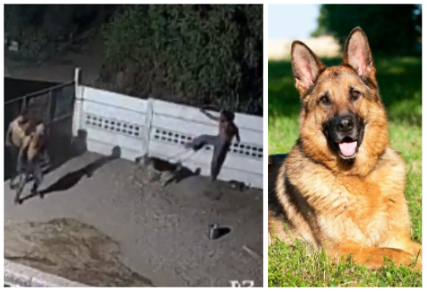 Gujrat Dog Video