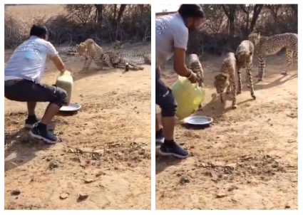 Kuno Cheetah Video