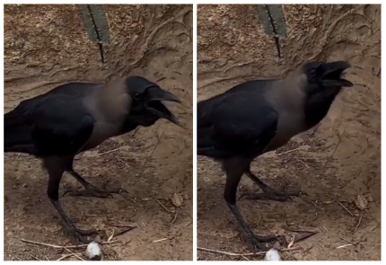 Maharashtra Crow Story