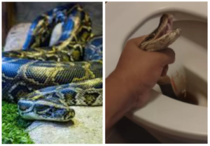 Snake Horror