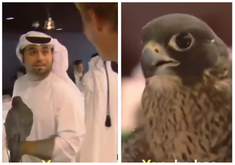 Falcon In Flight