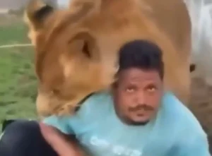 Lion attack viral video: मालिक ने मजदूर को शेर के सामने फेंका, फिर जो कुछ हुआ उससे रोंगटे खड़े हो गए.. 2 Lion attack viral video