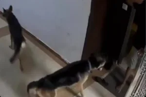 Dog attack society CCTV footage