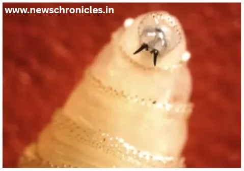 Flesh eating worm latest news.