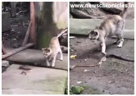 Cat vs snake viral video