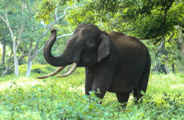 Palamu elephant theft case
